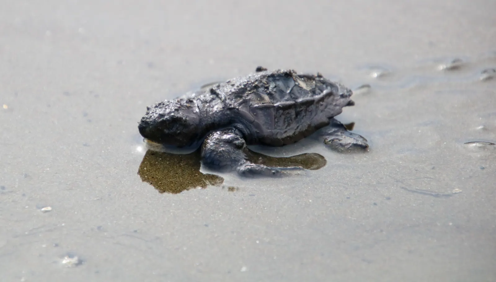 Tortuga marina recién nacida en la arena, Costa Rica